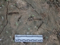 Juvenile Turkey Tracks