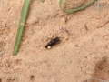 Lizard Scat