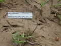 Nutria Tracks