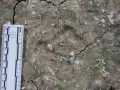 Opossum Tracks