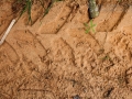 Opossum Tracks