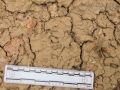 Raccoon Tracks