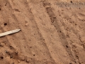 Texas Blind Snake Tracks