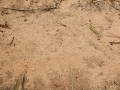 Turtle Tracks