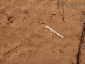 Turtle Tracks