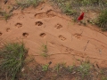 2 Coyotes Trotting and Dog