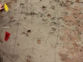 2 Deer Walking