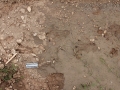 Beaver Tracks