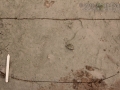 Cottontail Tracks