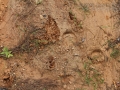 Coyote Gallop Turn