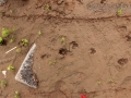 Coyote Tracks