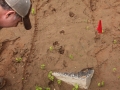Coyote Tracks