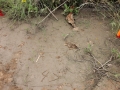 Deer Feeding Sign