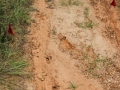 Deer Gallop Turn