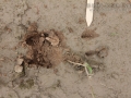 Deer Hind Track with Dewclaws
