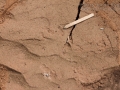 Dog Claw Marks