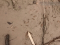 Dove Tracks