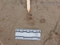 Fawn Track