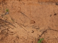 Fawn Tracks