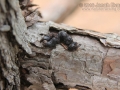 Fox Squirrel Scat
