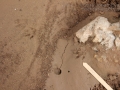 Fox Squirrel Tracks