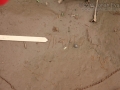 Frog Tracks