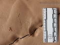 Frog Tracks