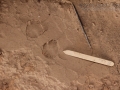 Gray Fox Tracks