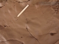 Hispid Cotton Rat