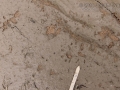 Opossom Tracks