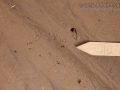Peromyscus Tracks