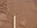 Pigmy Mouse Tracks