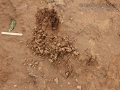 Raccoon Digs