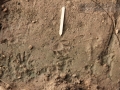 Raccoon Left Hind