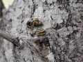 Banana Slug Scat