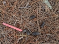 Bobcat Scat