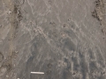 Bobcat Tracks
