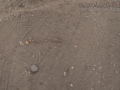 Deer Track