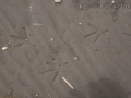 Great-blue Heron Tracks