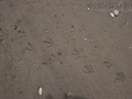 Gull Tracks
