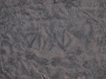 Gull Tracks