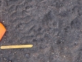 Opossum Tracks
