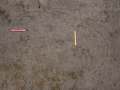 Rabbit Scat and Dog Track