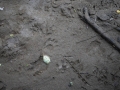 Raccoon Right Hind Track