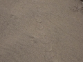Snake Tracks
