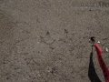 Tern Tracks