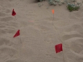 Weasel Tracks