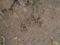 Weasel Tracks