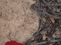 Badger Track