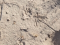 Bobcat Tracks